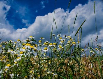 Yellow flowering plants on field against sky