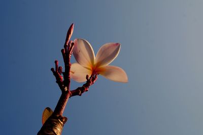 Low angle view of flowering plant against clear sky