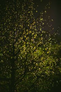 Close-up of tree against sky at night