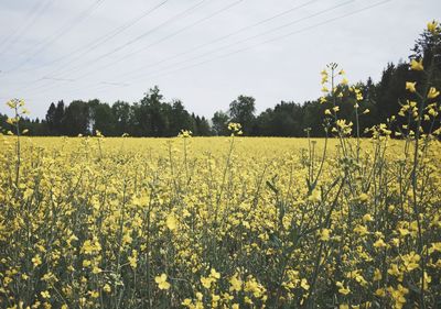 Scenic view of oilseed rape field against sky