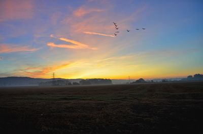 Birds flying over field during sunset