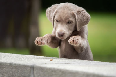 Close-up of puppy by retaining wall