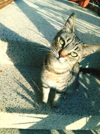 High angle view portrait of tabby cat