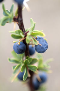 Close-up of plant