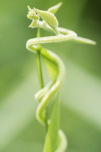 Close-up of ivy growing outdoors