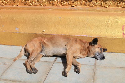 Dog on cobblestone street