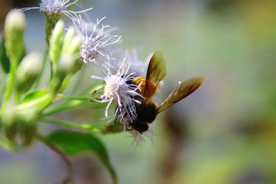 Close-up of insect on plant