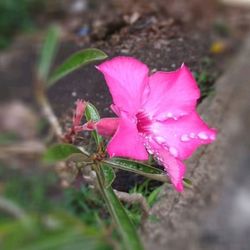 Close-up of pink flower on plant