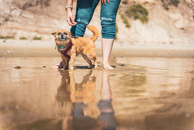 Young woman walks her dog across the shoreline at the beach.