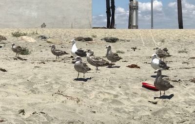 Seagulls on beach