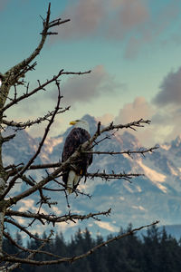 Low angle view of bird perching on branch against sky