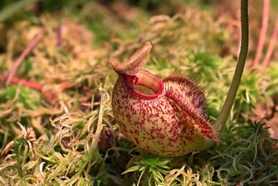 Close-up of plant growing outdoors