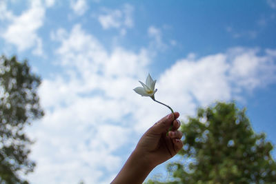 Cropped hand of woman holding white flower against blue sky