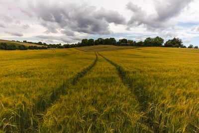 Scenic view of agricultural field against sky