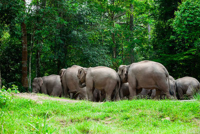 View of elephant in the field