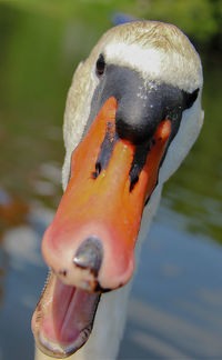 Close-up of swan in lake