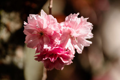 Close-up of pink flowering plant