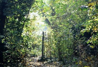Plants growing on tree trunk