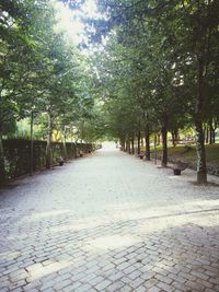 Footpath amidst trees in park