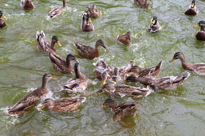 High angle view of mallard ducks swimming in lake