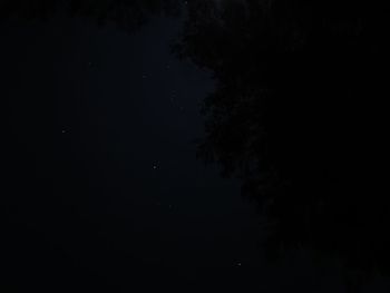 Low angle view of tree against sky at night