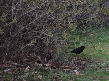 Bird on field