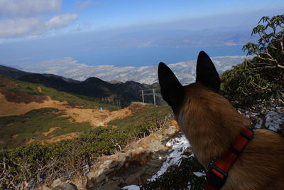 View of dog on mountain against sky