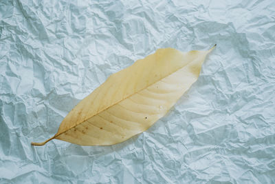 High angle view of leaf on bed