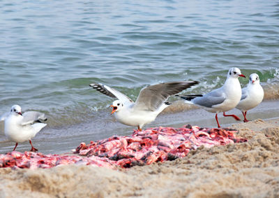 Seagulls feeding on beach