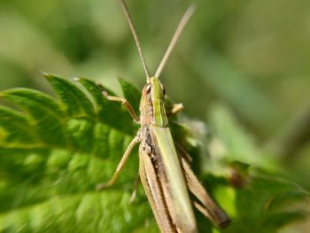 Close-up of insect on leaf