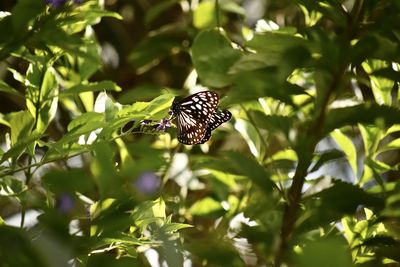 Butterfly on leaf