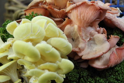 Close-up of mushrooms