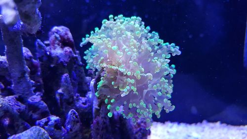 Close-up of coral in sea