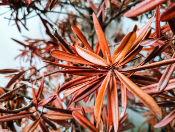 Close-up of dry leaves on plant