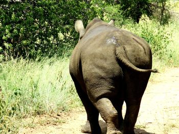 Elephant standing on grass against trees