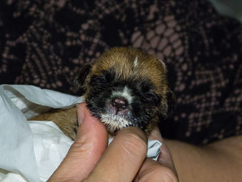 Close-up of hand holding small dog