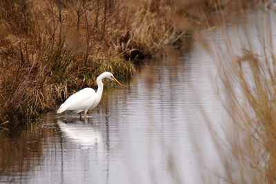 White duck in a lake