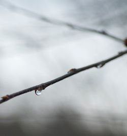Close-up of water drops on leaf