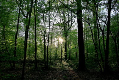 Low angle view of trees against sky