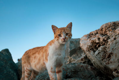 Portrait of cat on rock against clear sky