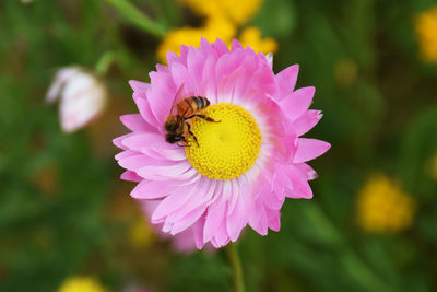 Close-up of bee pollinating on pink flower