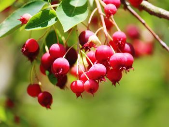 Close-up of red berries growing on tree