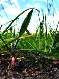 Close-up of grass growing on field