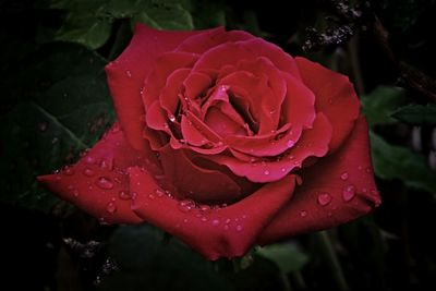 Close-up of red rose