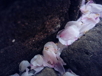 Close-up high angle view of flowers