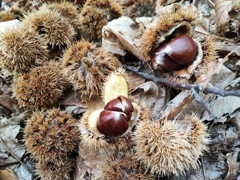 chestnut