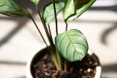 Close-up of potted plant