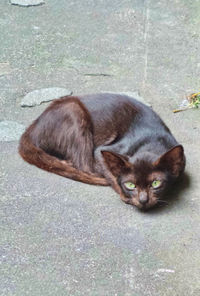 Portrait of cat lying on grass