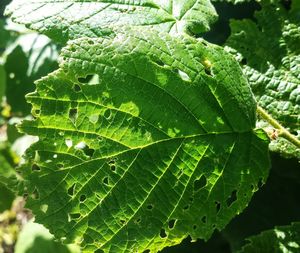 Close-up of leaves