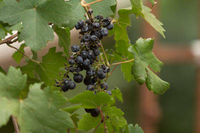 Close-up of grapes growing in vineyard